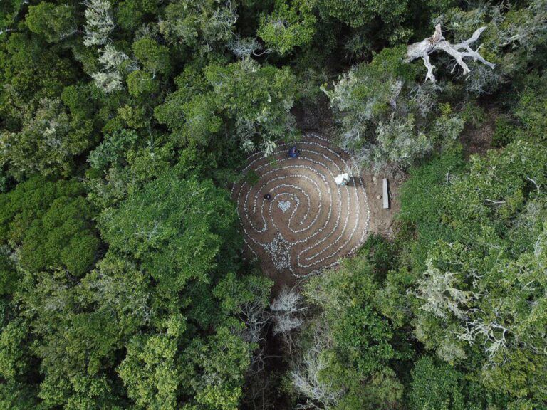 【錄影】 非洲大樹花精：千年森林完整介紹
